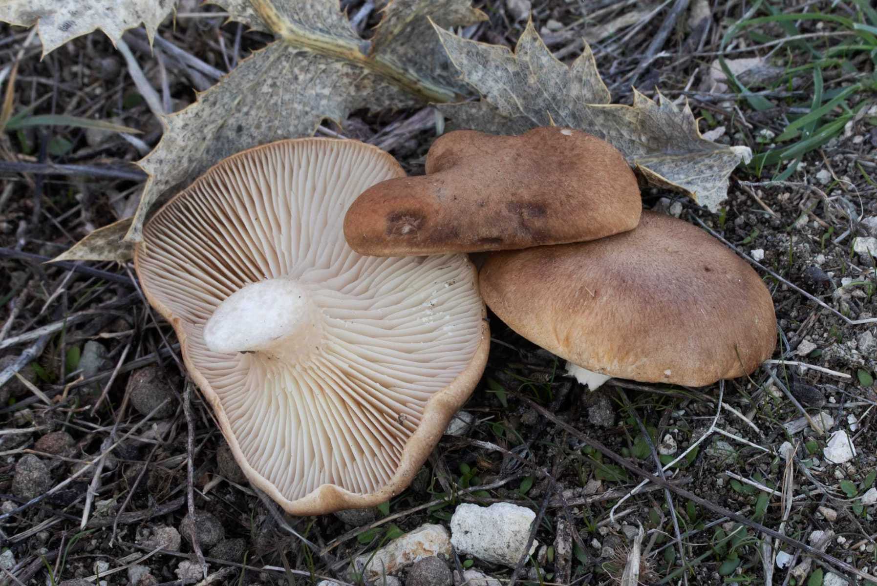 Вёшенка степная (Pleurotus eryngii)