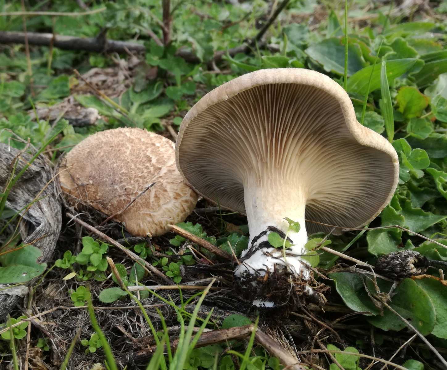 Вёшенка степная (Pleurotus eryngii)