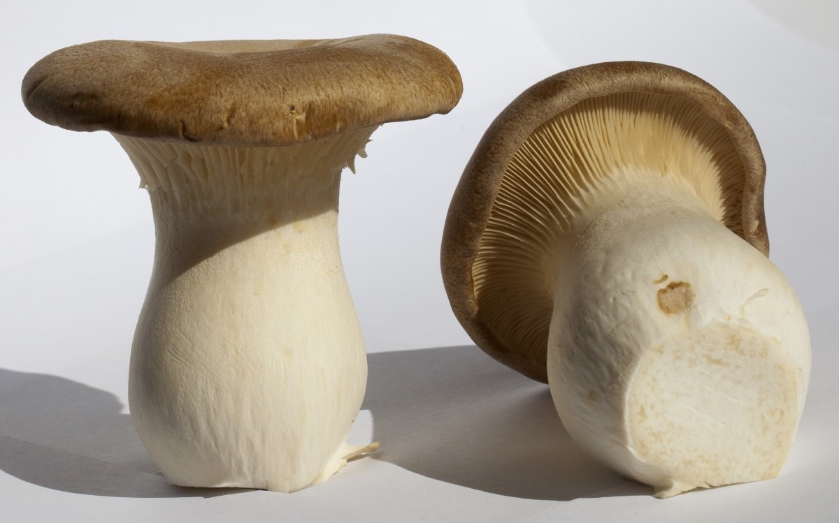 Вешенка степная Pleurotus eryngii