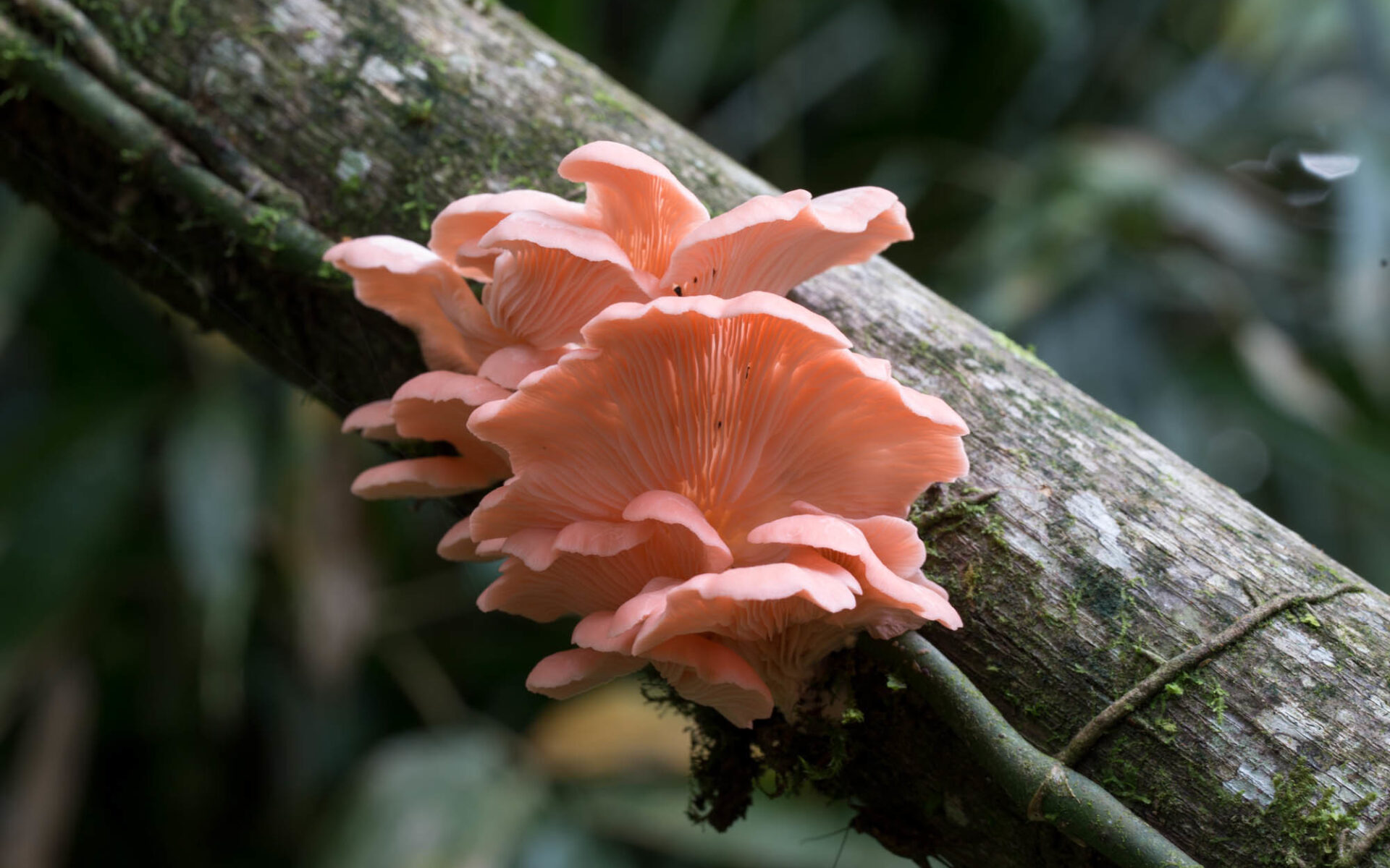 Вёшенка сёмгово-соломенная (Pleurotus djamor)