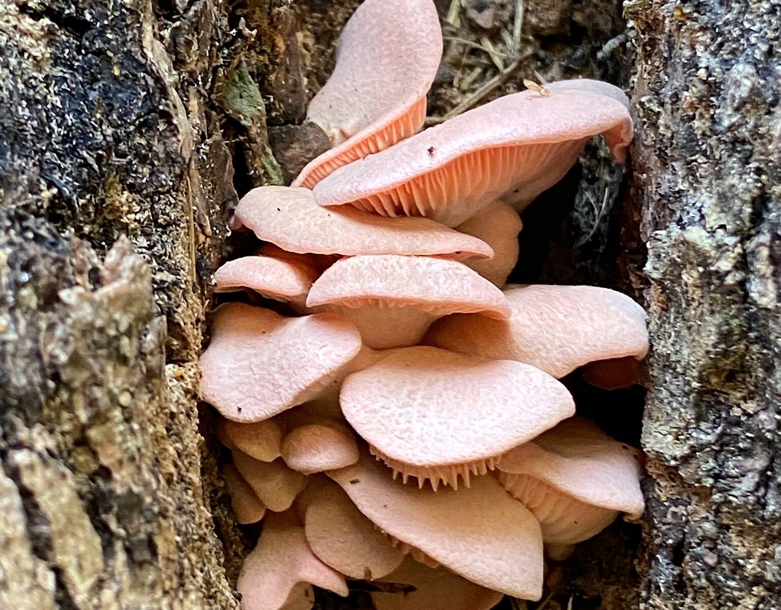 Вёшенка сёмгово-соломенная (Pleurotus djamor)