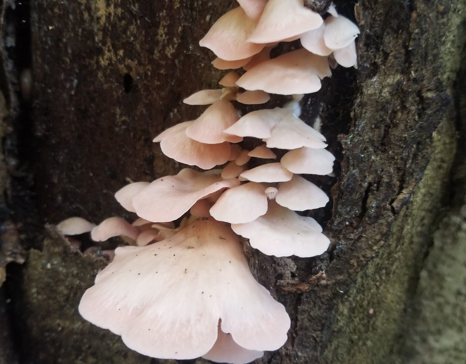 Вёшенка сёмгово-соломенная (Pleurotus djamor)