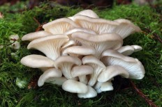 Вёшенка устричная (Pleurotus ostreatus)