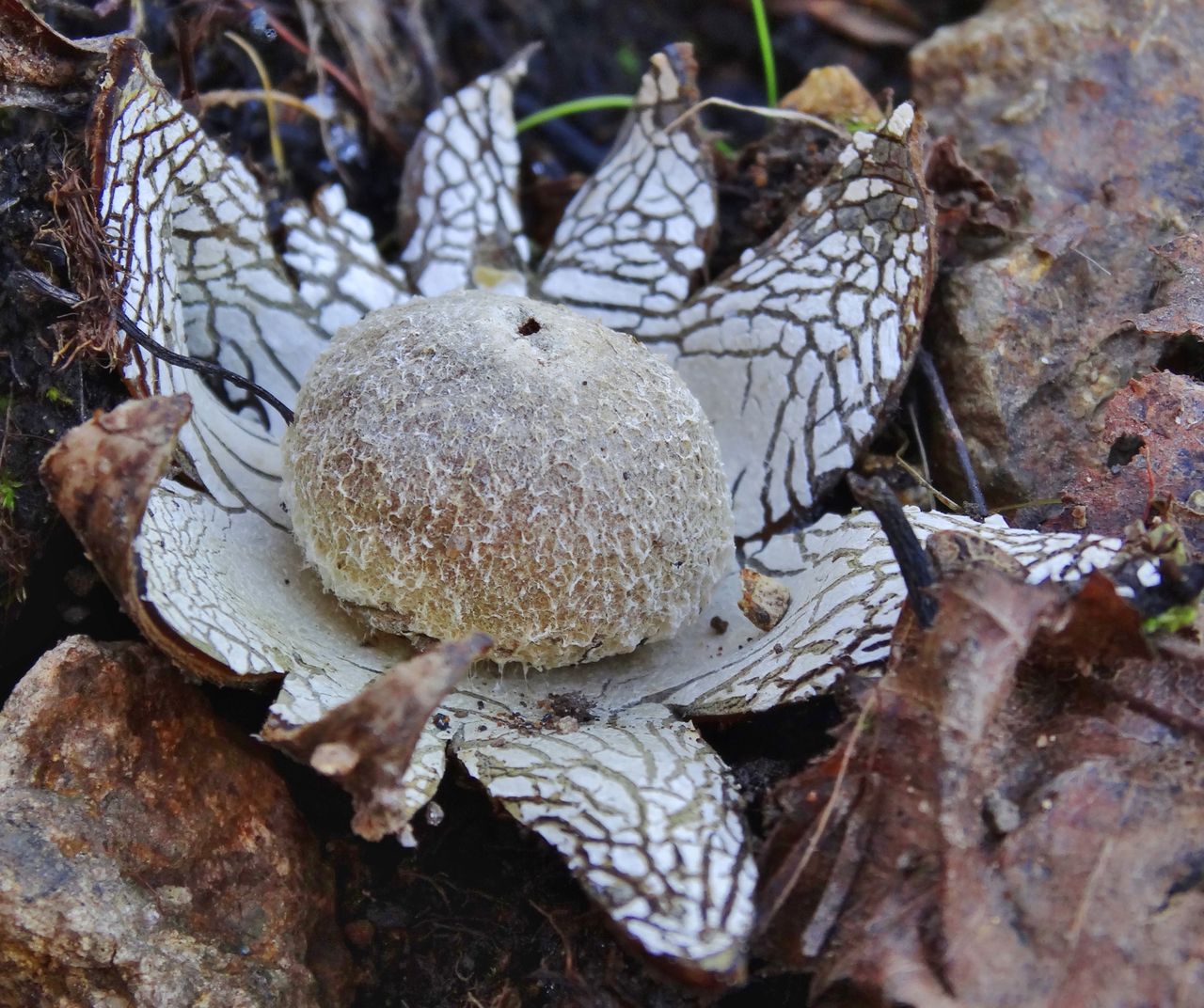 Astraeus hygrometricus - Звездчатка гигрометрическая